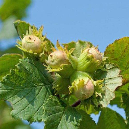 Hazelnuts ripening