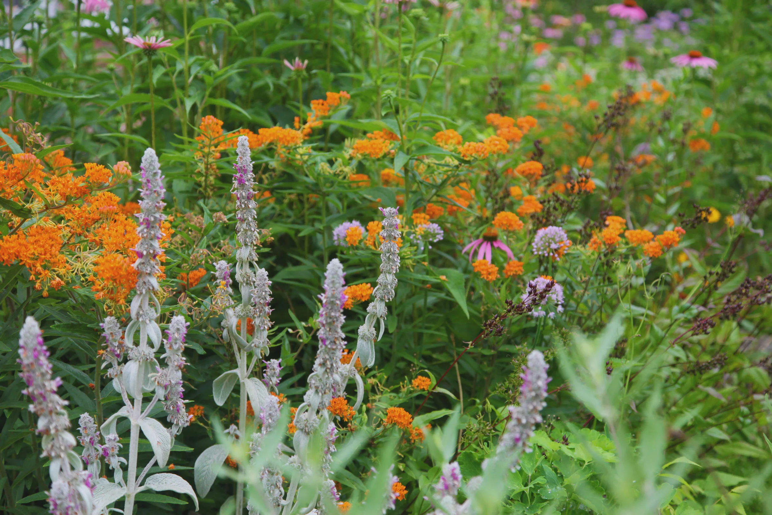 Broadfork Permaculture