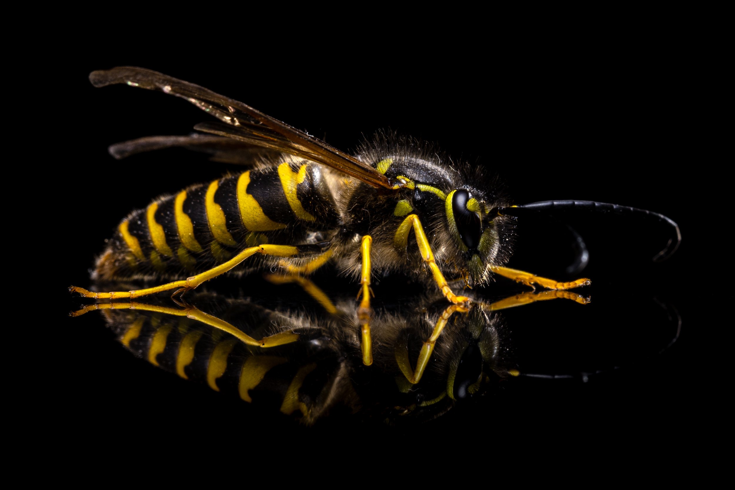 Yellowjacket.Crop.jpg