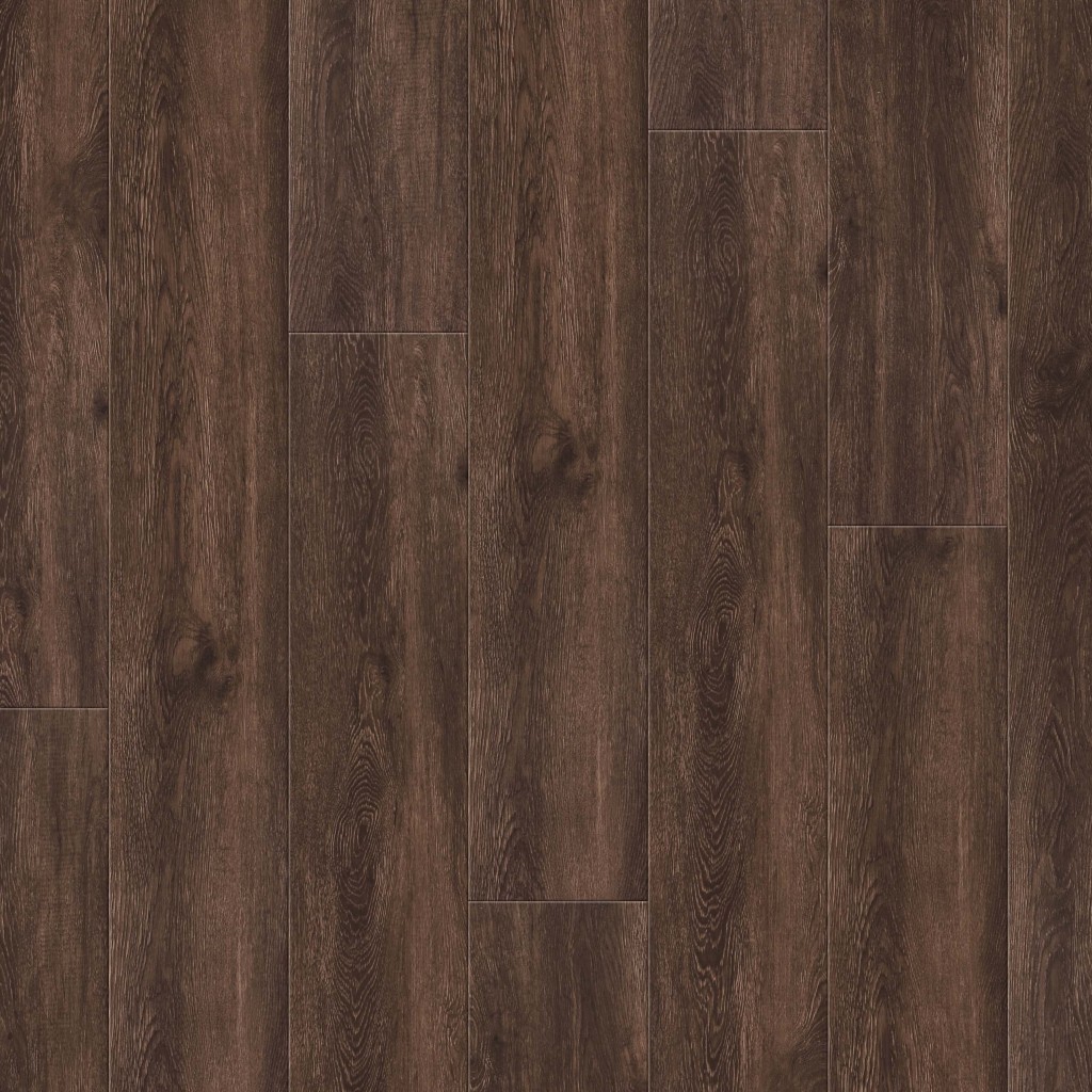 SHASTA OAK