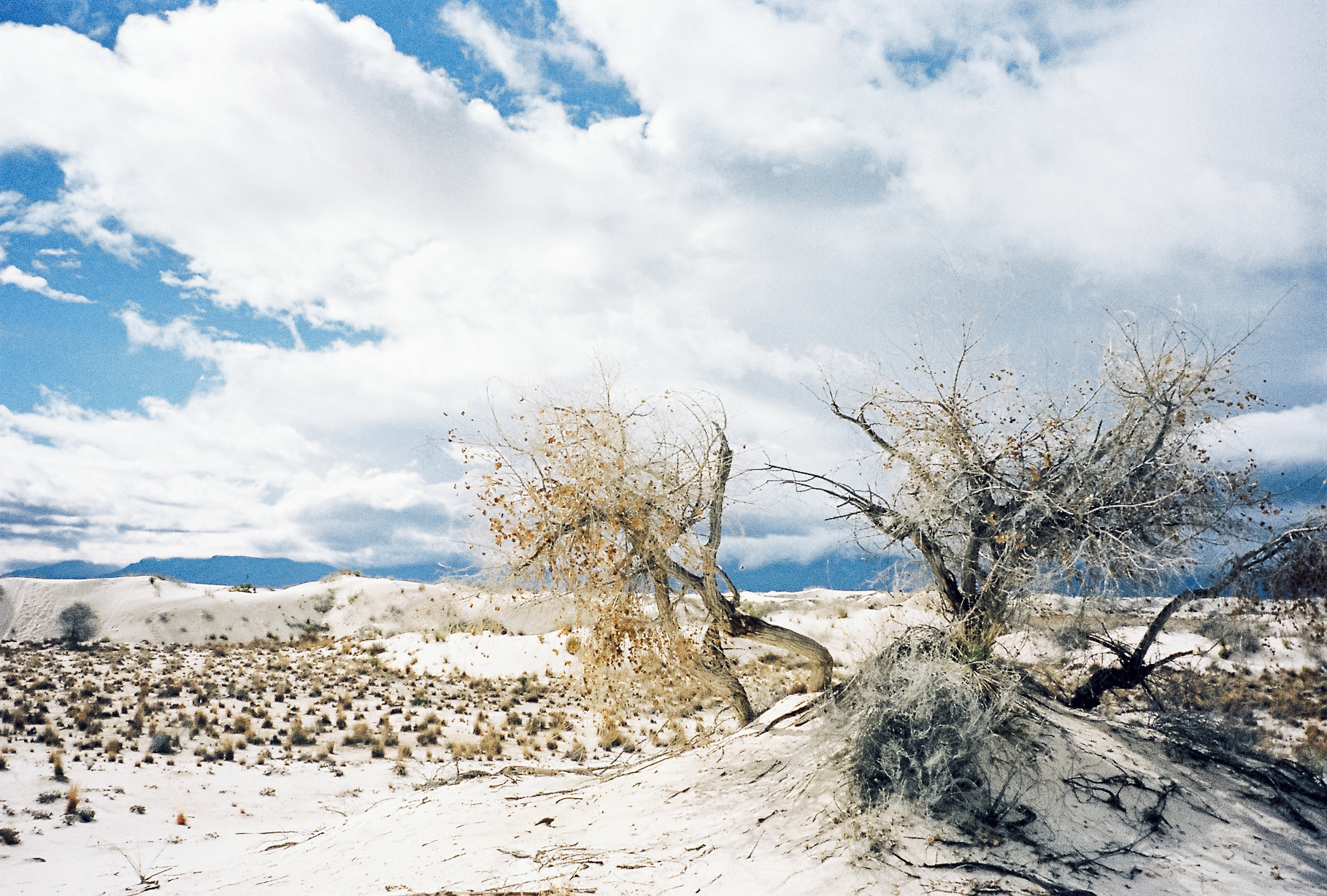 new_mexico_0648002-R1-07-9.jpg