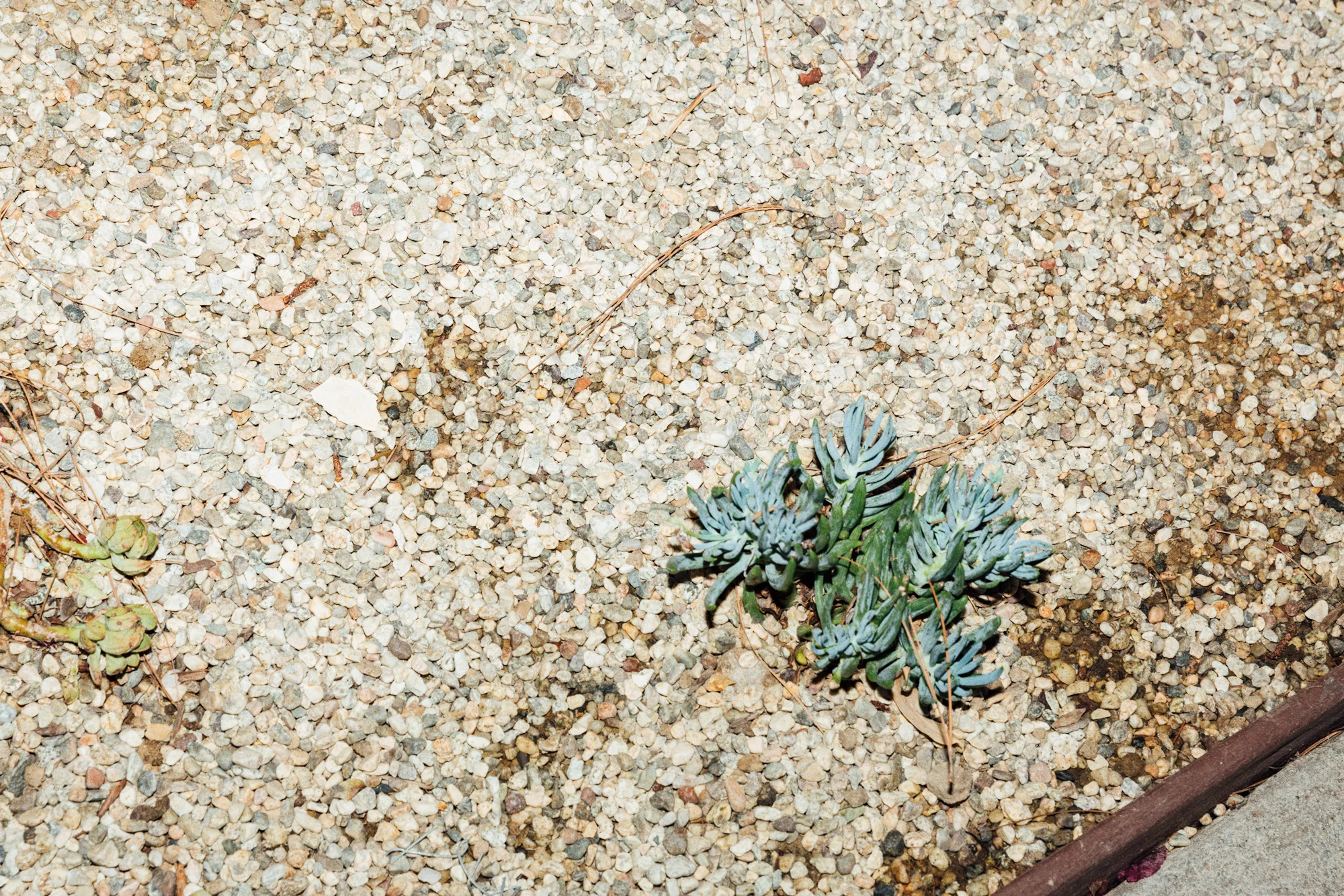 trash_087A1125.jpg