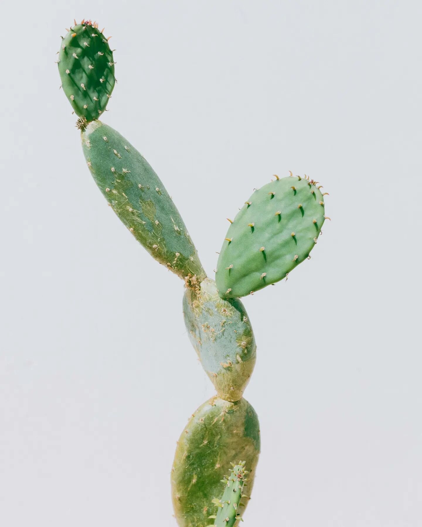 plant portrait 🌵