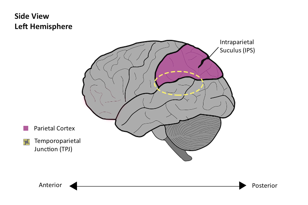 Evolutionary evidence Parietal.jpg