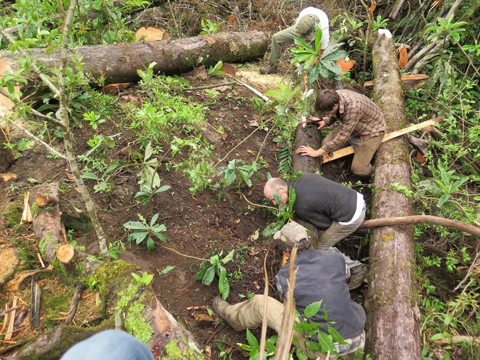 Zu allererst muss man den Baum bevor man ihn bearbeiten kann in die richtige Positon bringen, um ungehindert mit der Kettensäge arbeiten zu können. Das ist eine sehr harte Arbeit. Im besten Fall hat man eine Hand voll starke Männer. 