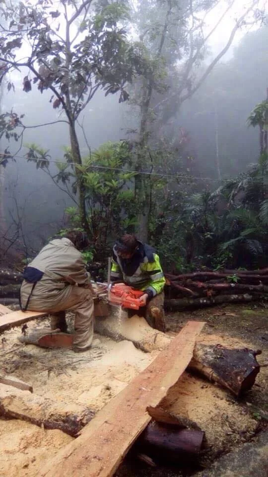 Nach einer Einweisung in Kettensäge (sicheres Starten und Handhaben) konnten wir damit beginnen den ersten Schnitt zu sägen. Man muss beachten das der Baum in einer sicheren Position ist und das die Alaskan Mill gerade und winklig über das Führungsbrett gleitet um einen perfekten Schnitt zu garantieren. Nach diesem Schnitt kann man damit beginnen die nachfolgenden Bretter in eine dicke von 1 1/4“ und 2 3/8“ zu sägen.