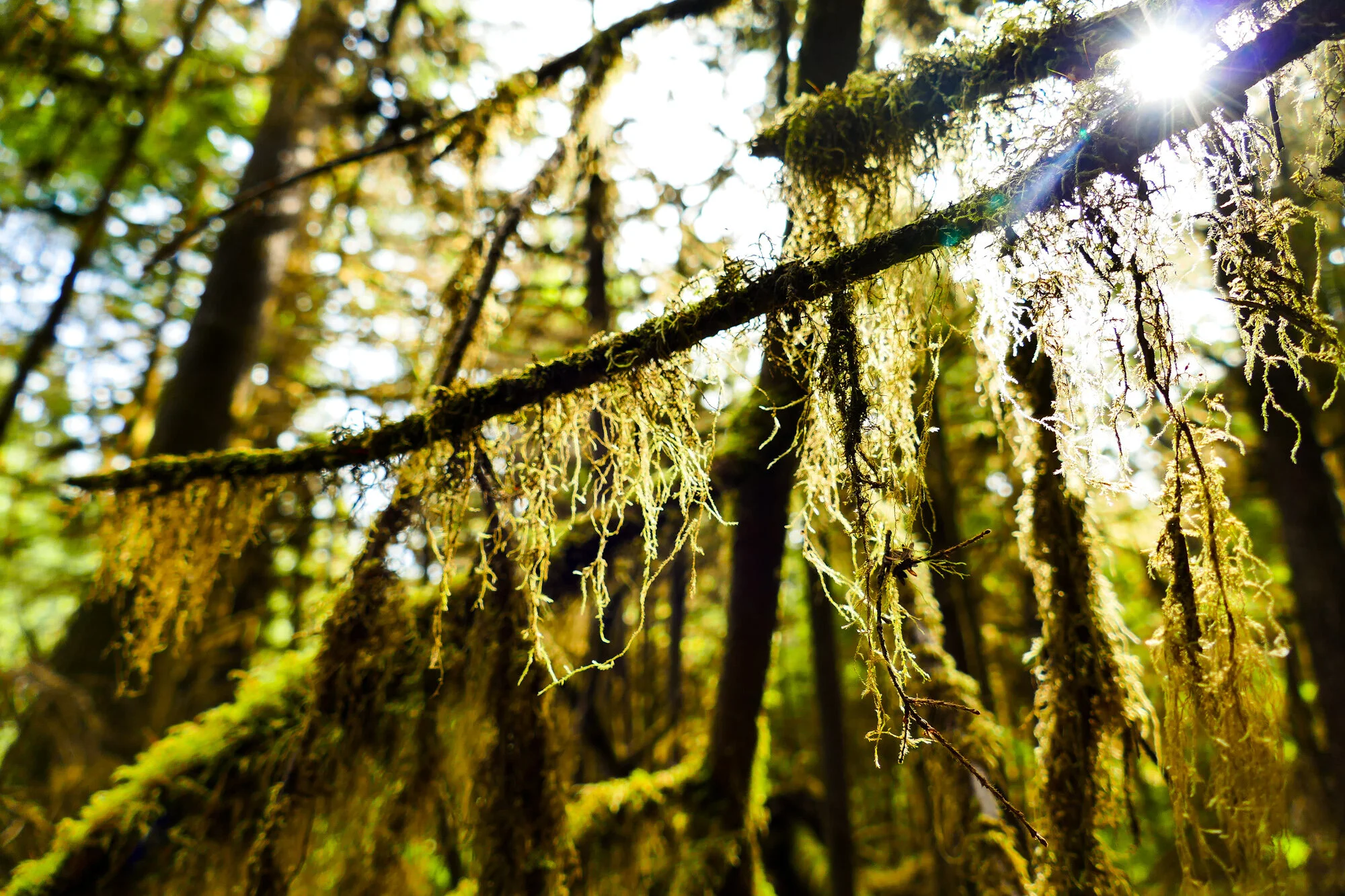 Old Growth Views from the Gamadiis (Port Clements) area of Haida Gwaii.