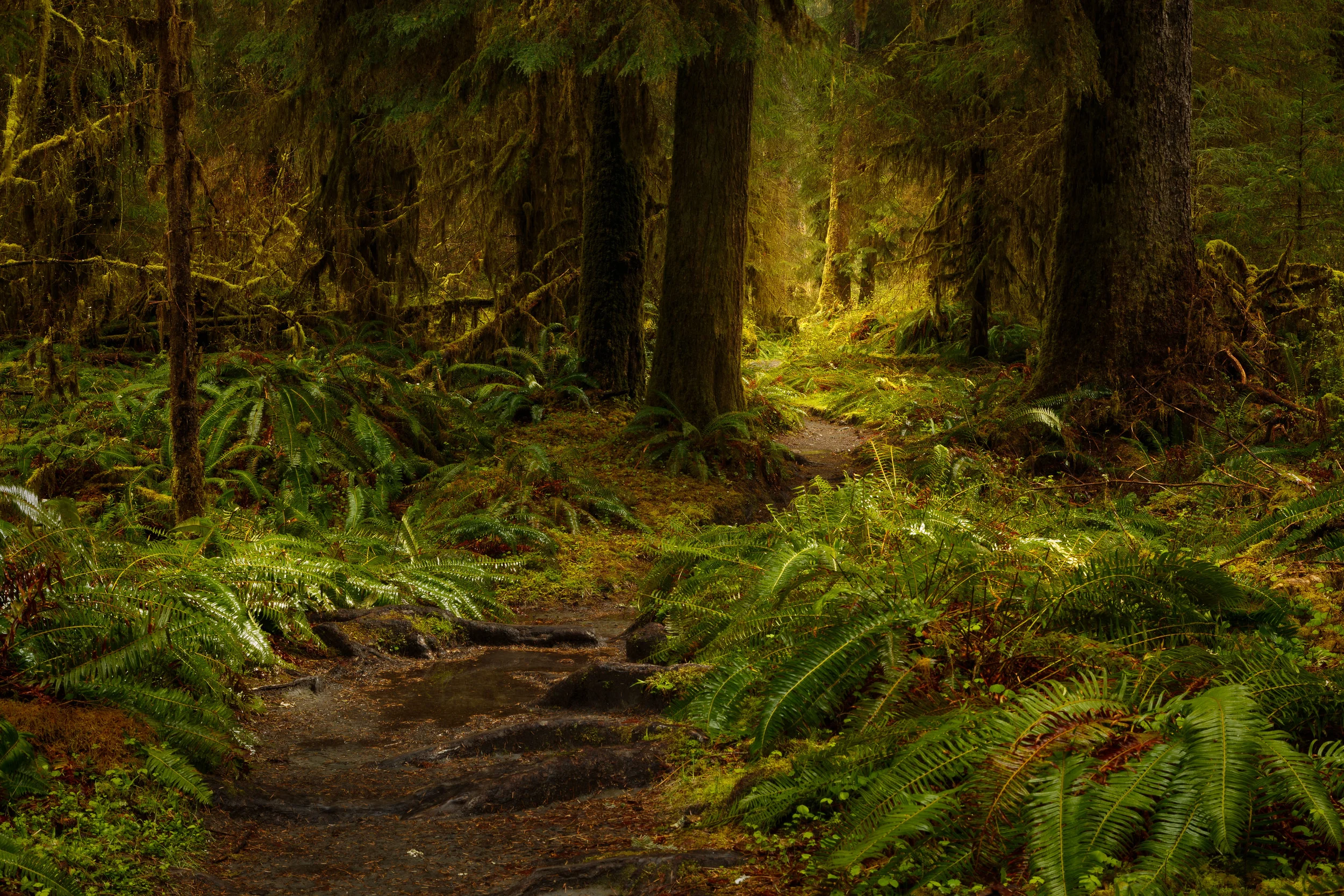 Hoh Rain Forest 5-2.jpg