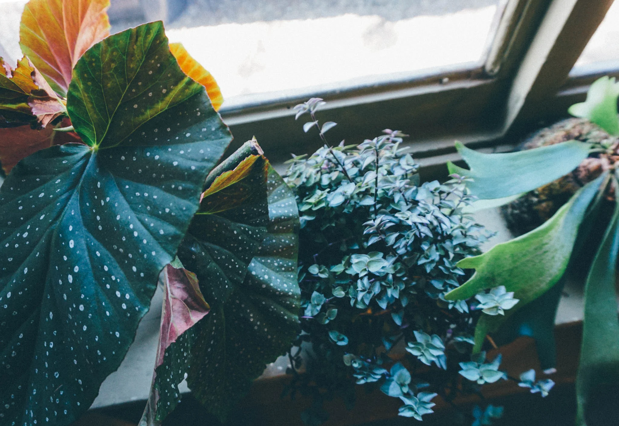 Angel Wing Begonia, Wandering Jew, Staghorn Fern Kokedama