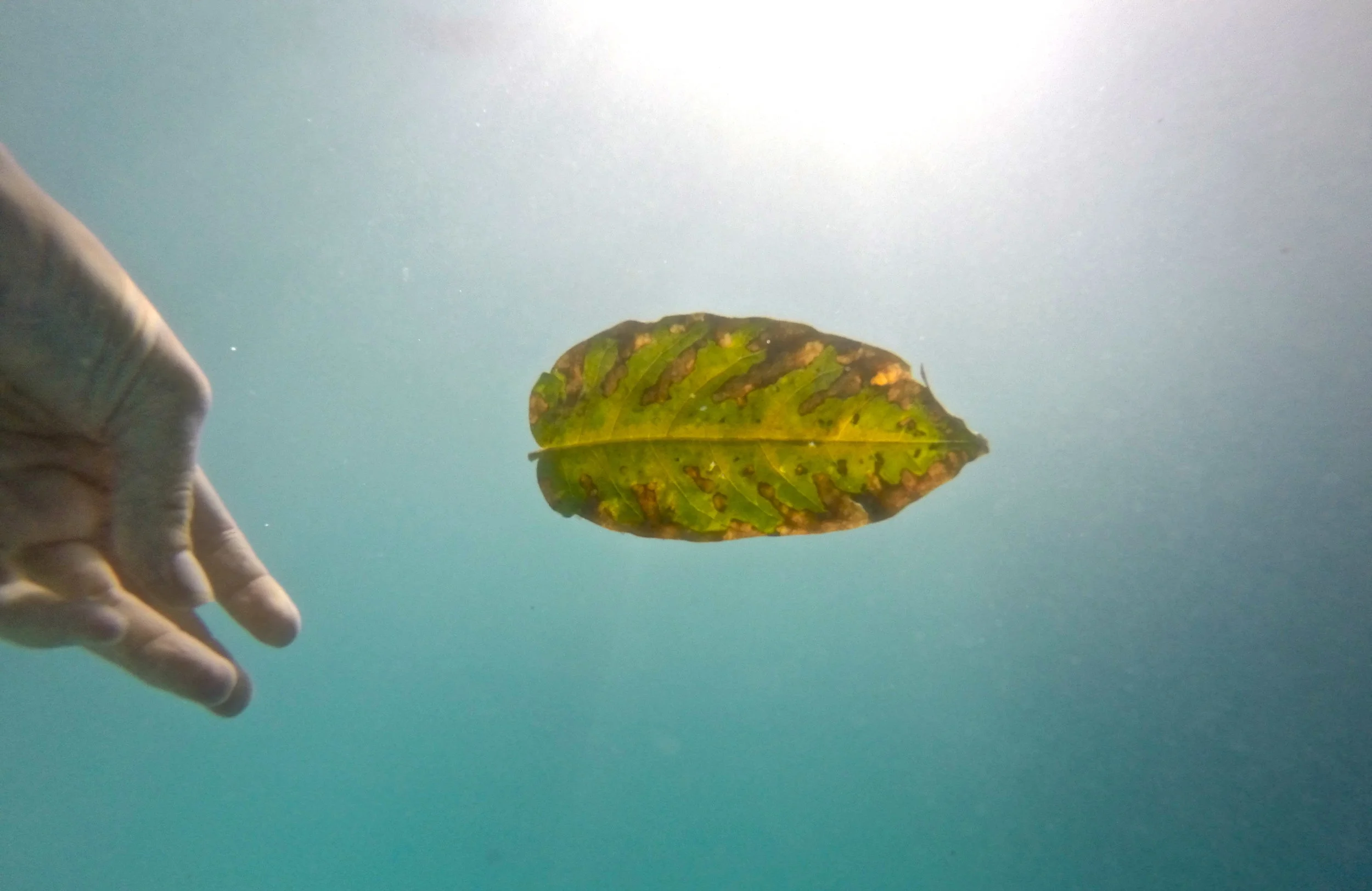 suspendedleaf copy.jpg