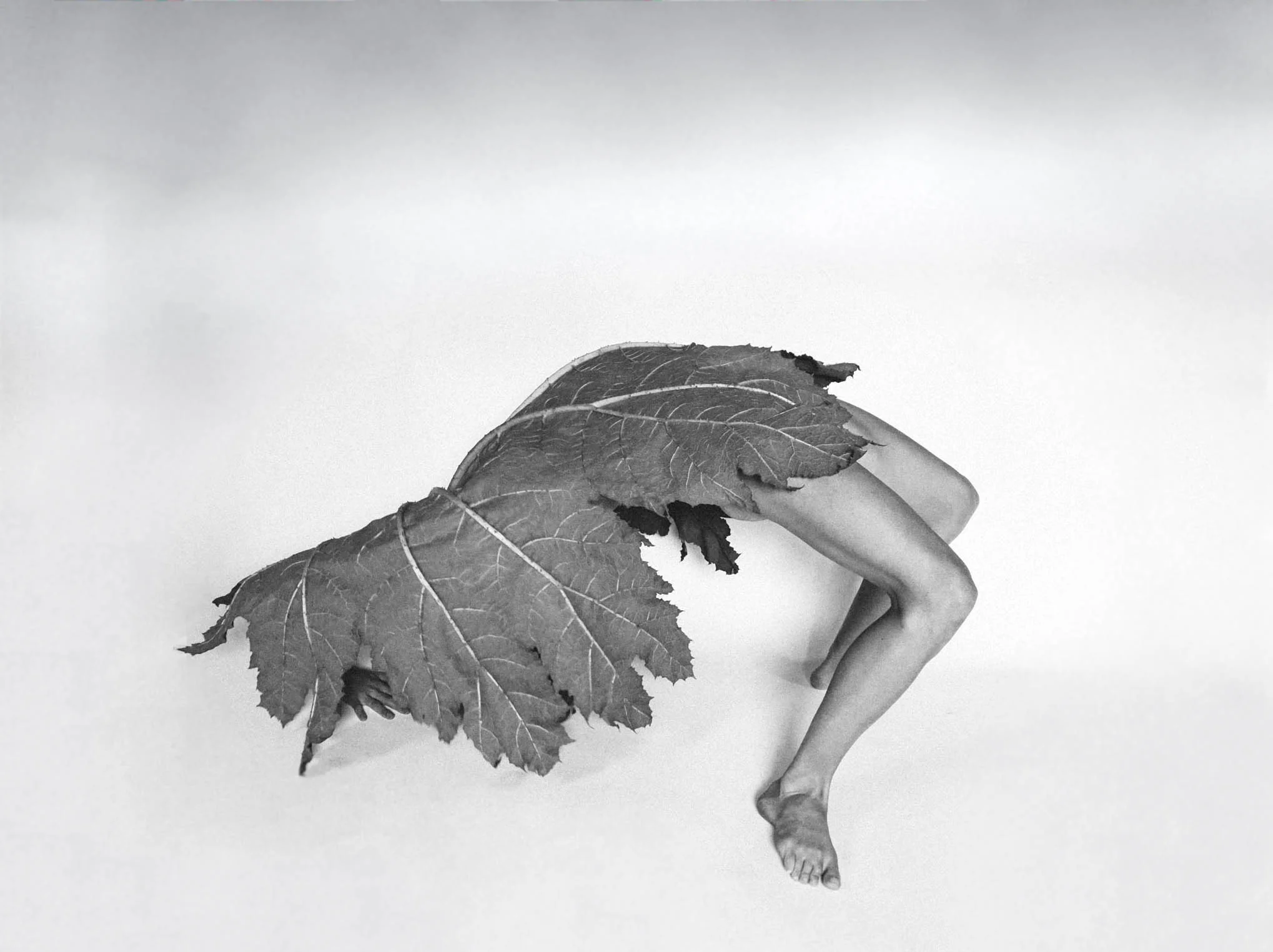 OndineDesignStudioGunnera2.jpg