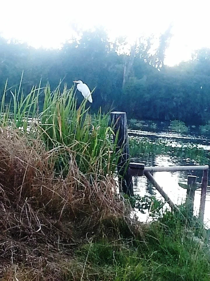 Southern Louisiana