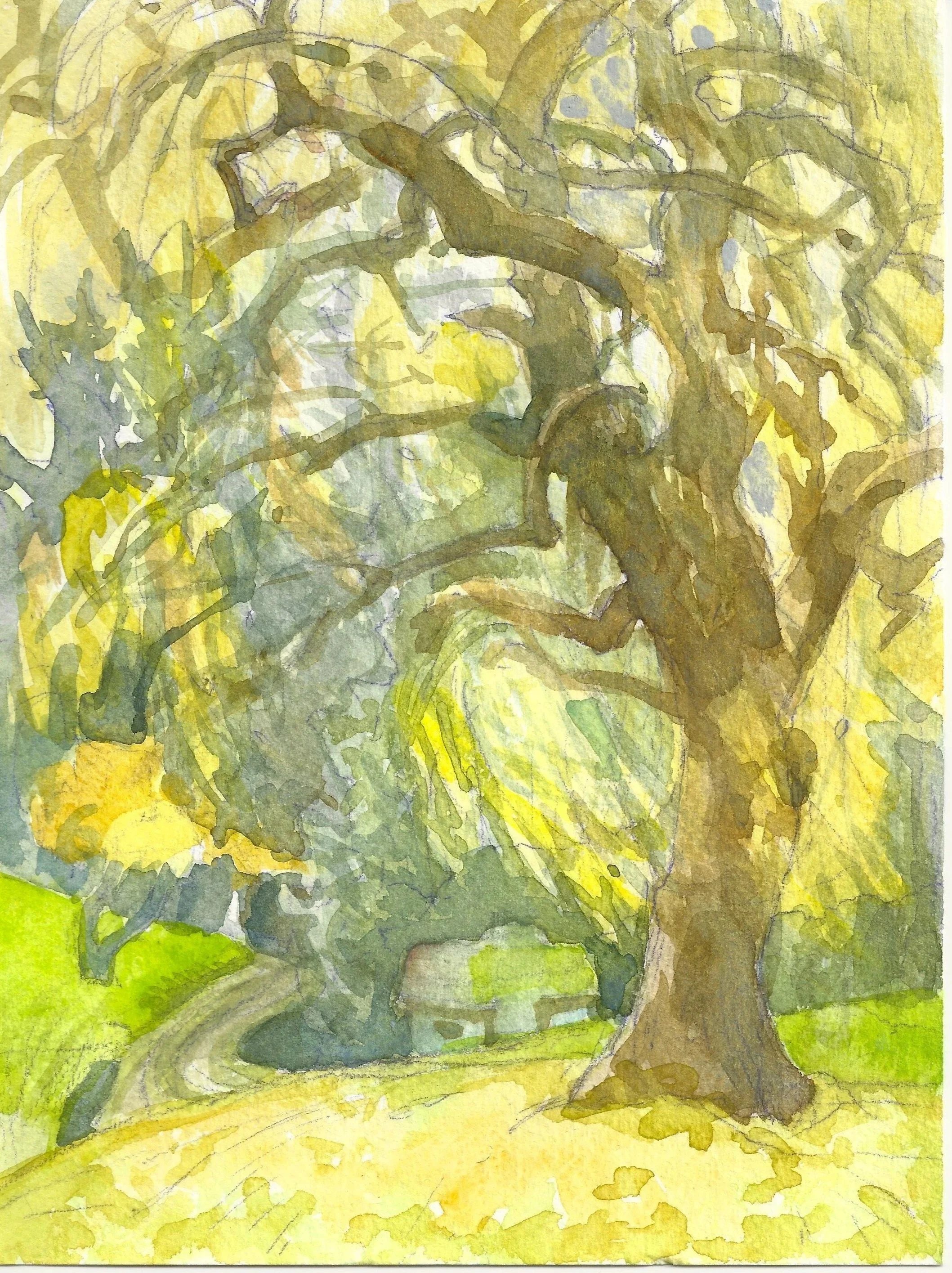"Grandmother Willow," 10 x 8," Watercolor