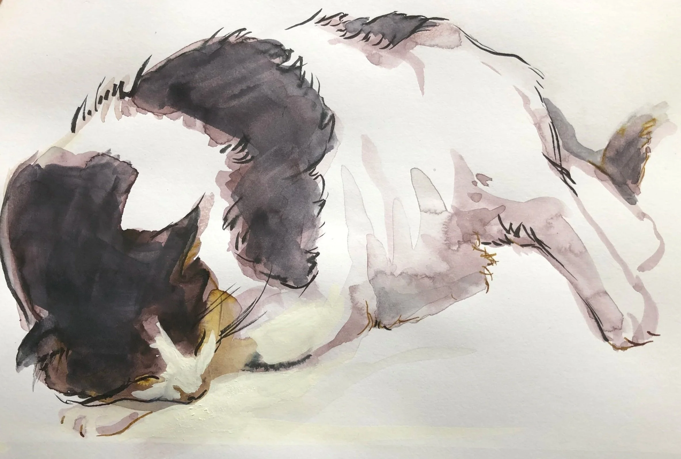 Huey Napping , 4 x 6", Ink and Watercolor