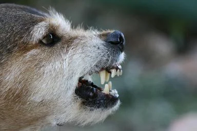 barring teeth.jpg
