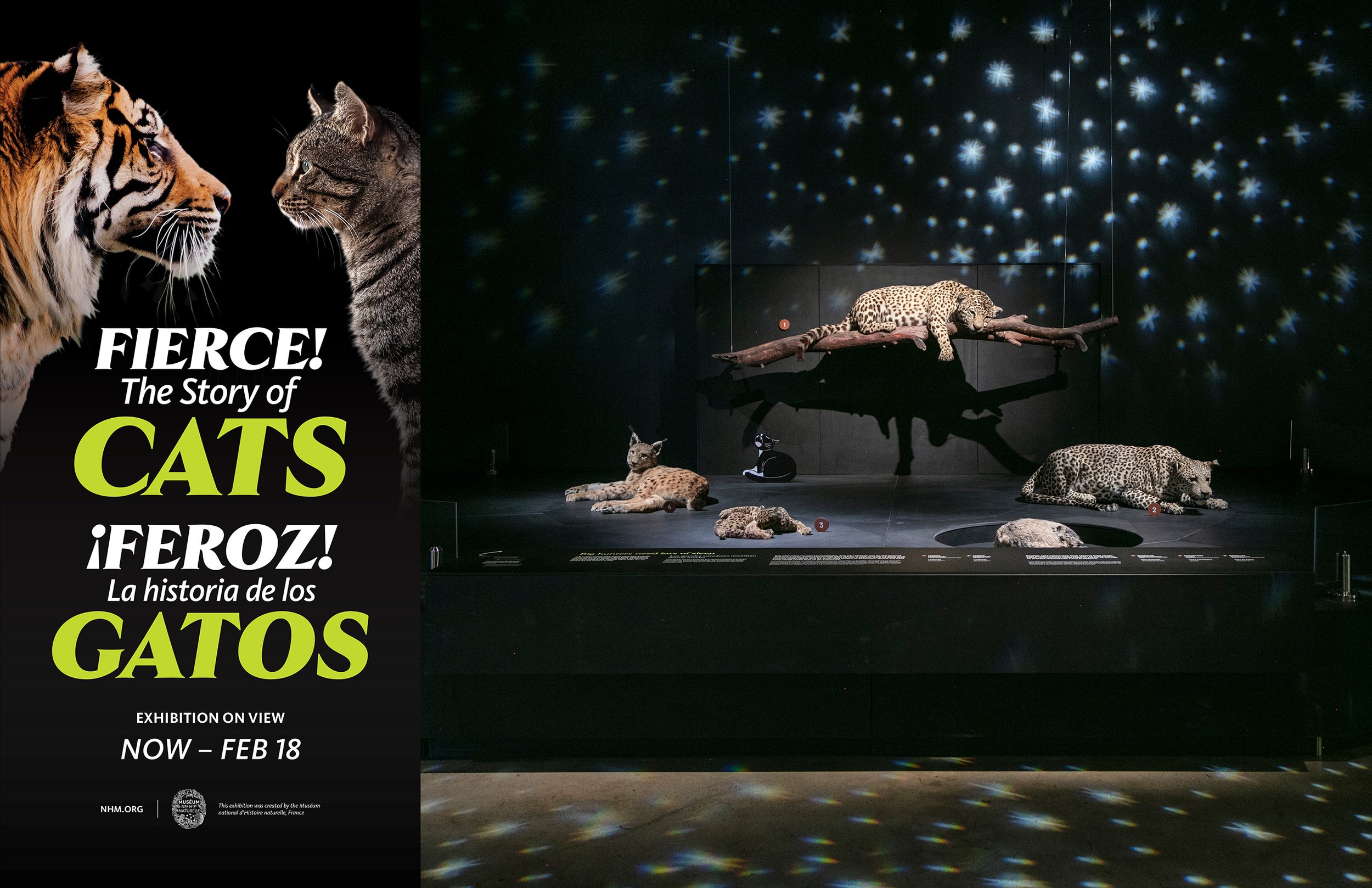 CATS_FOLIO_003.jpg