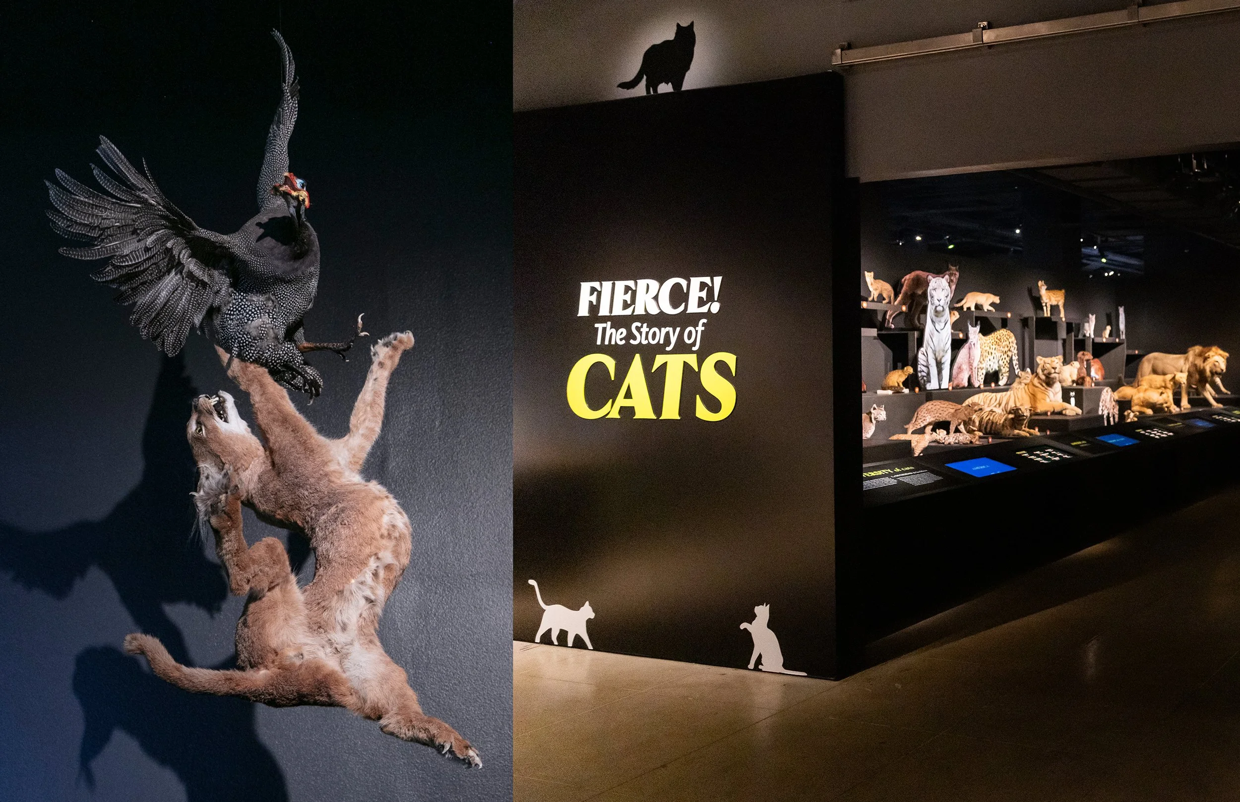 CATS_FOLIO_002.jpg