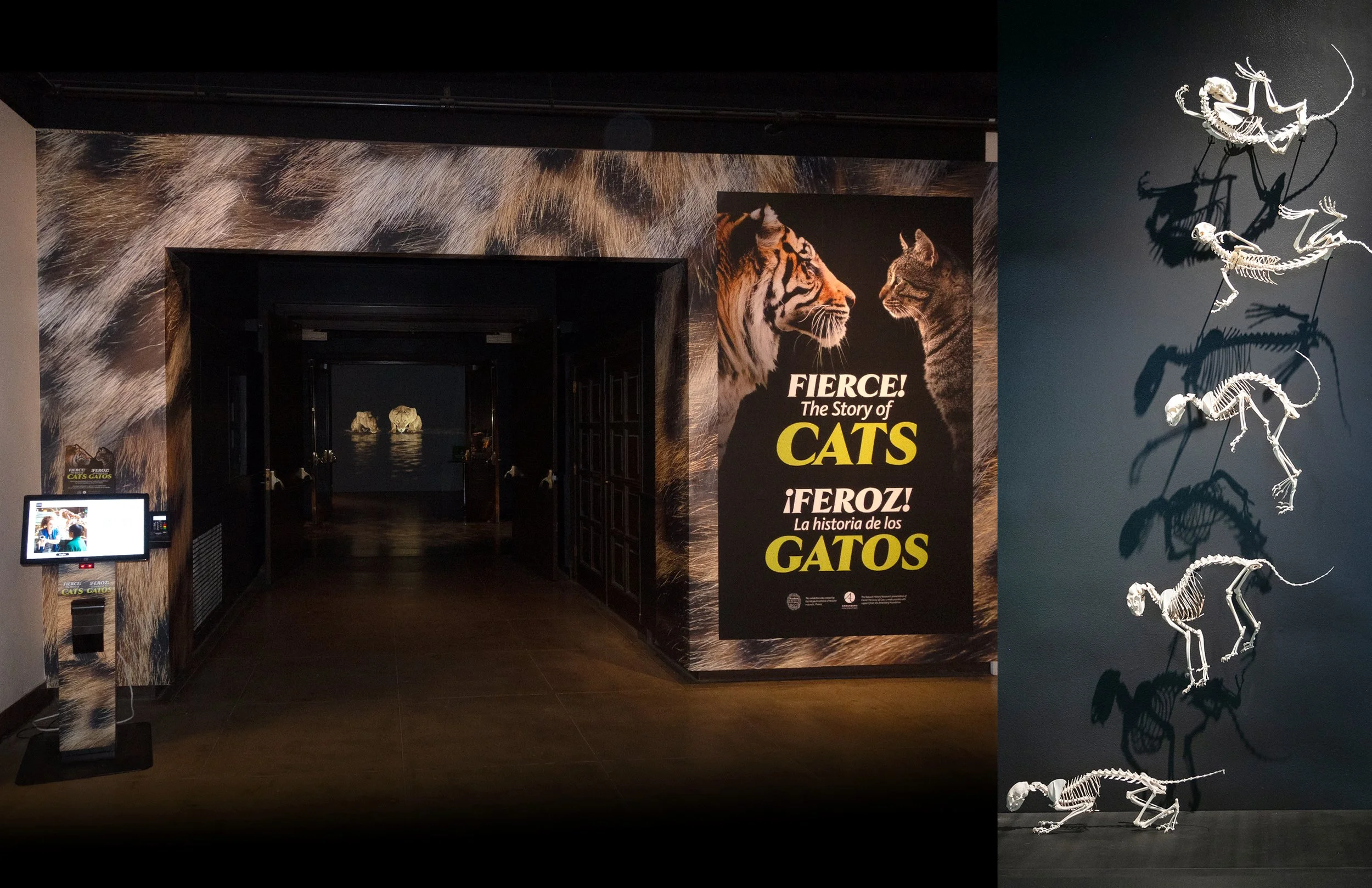 CATS_FOLIO_004.jpg