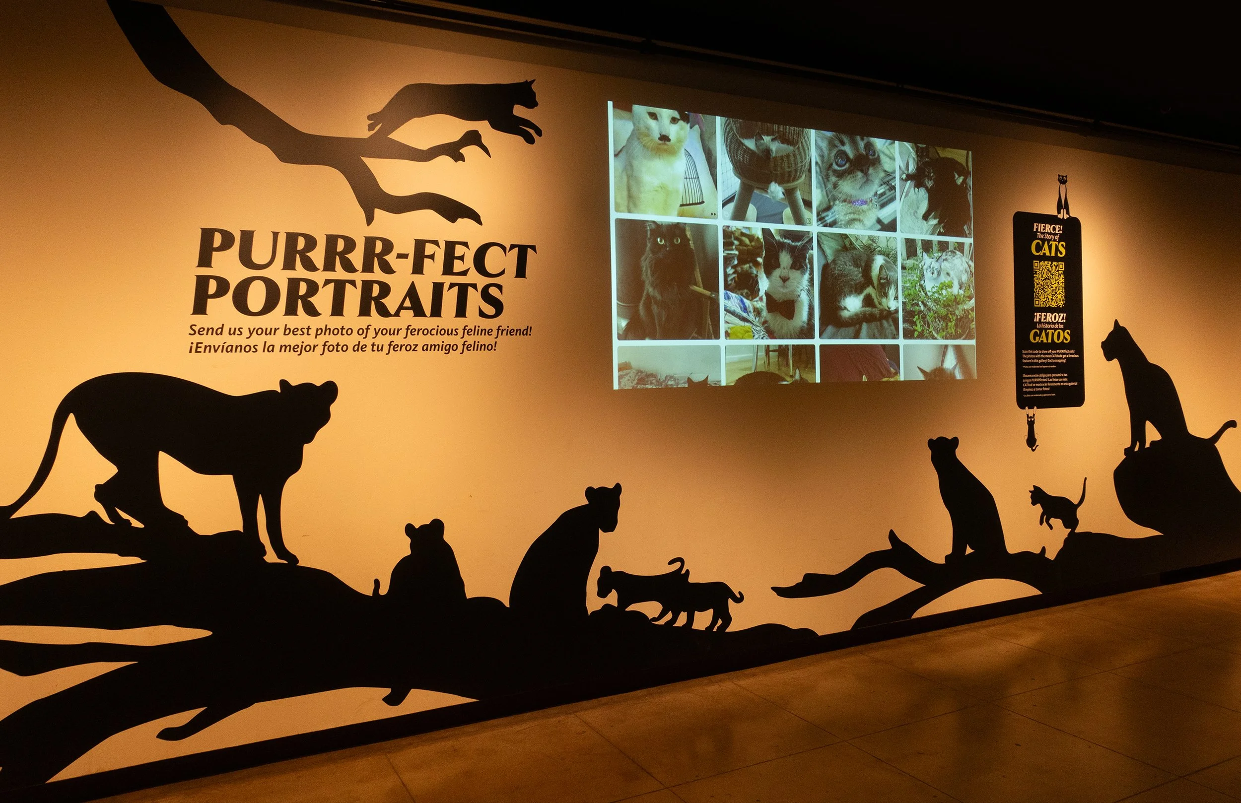CATS_FOLIO_005.jpg