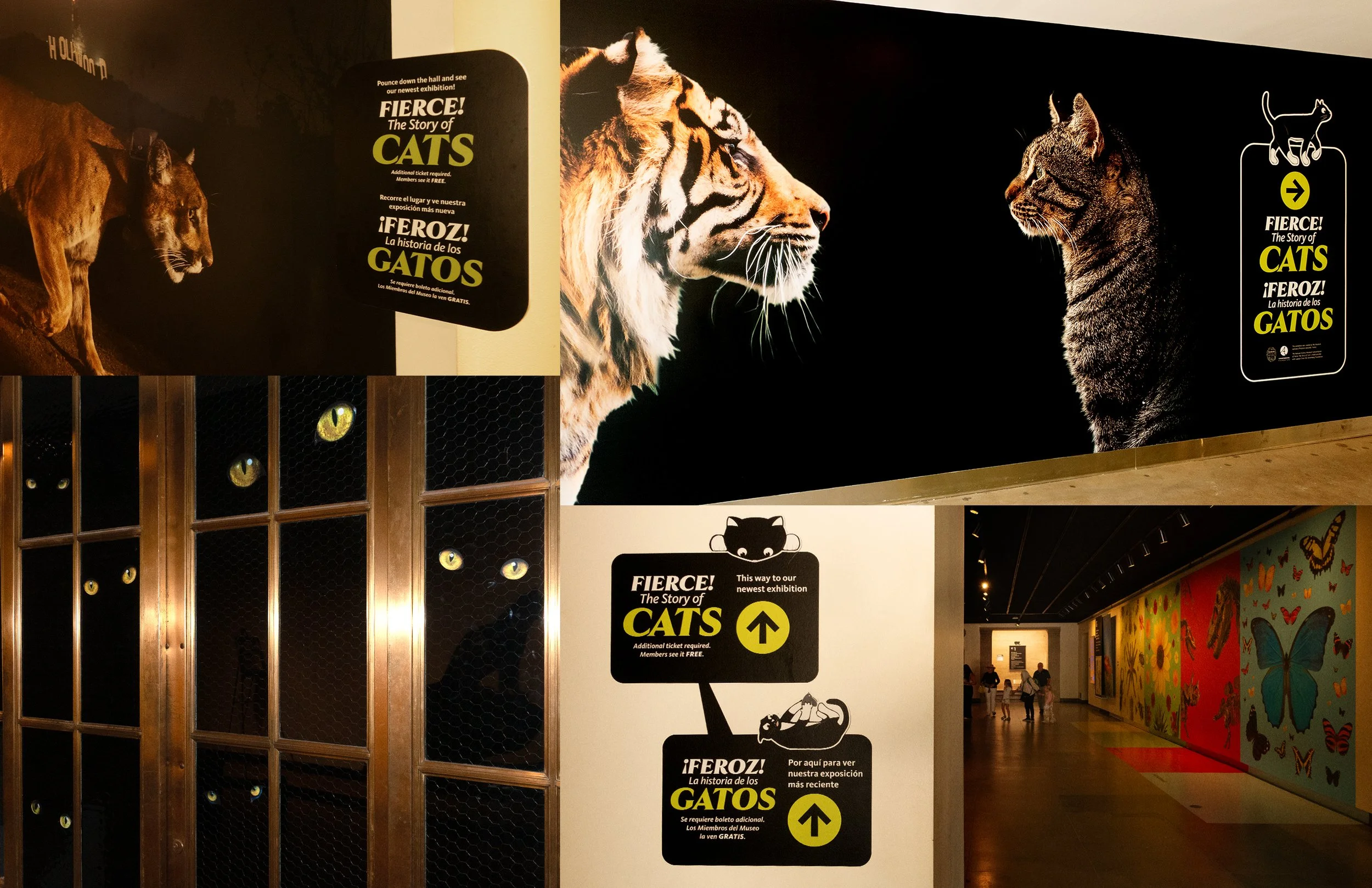 CATS_FOLIO_006.jpg