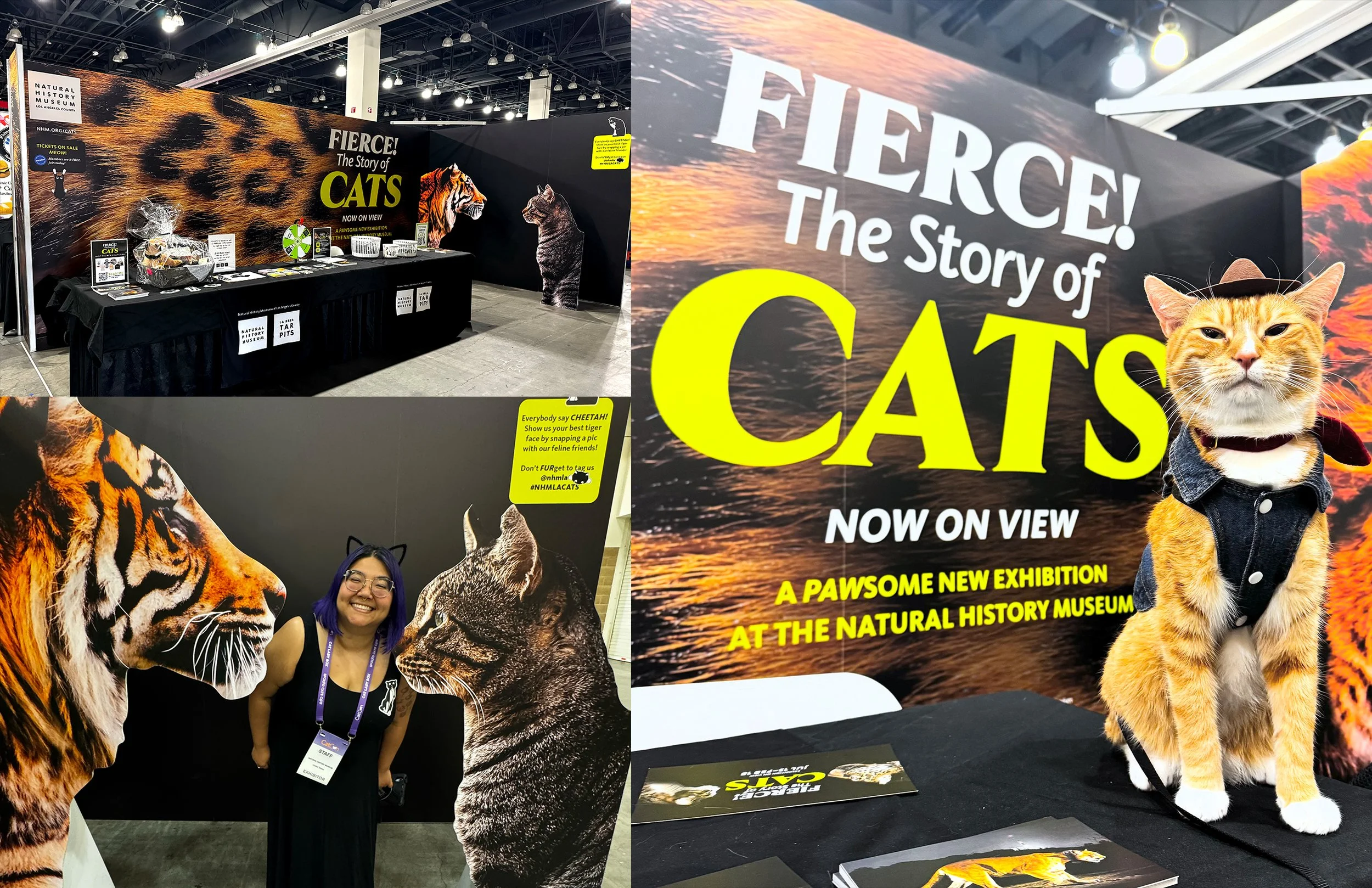CATS_FOLIO_013.jpg