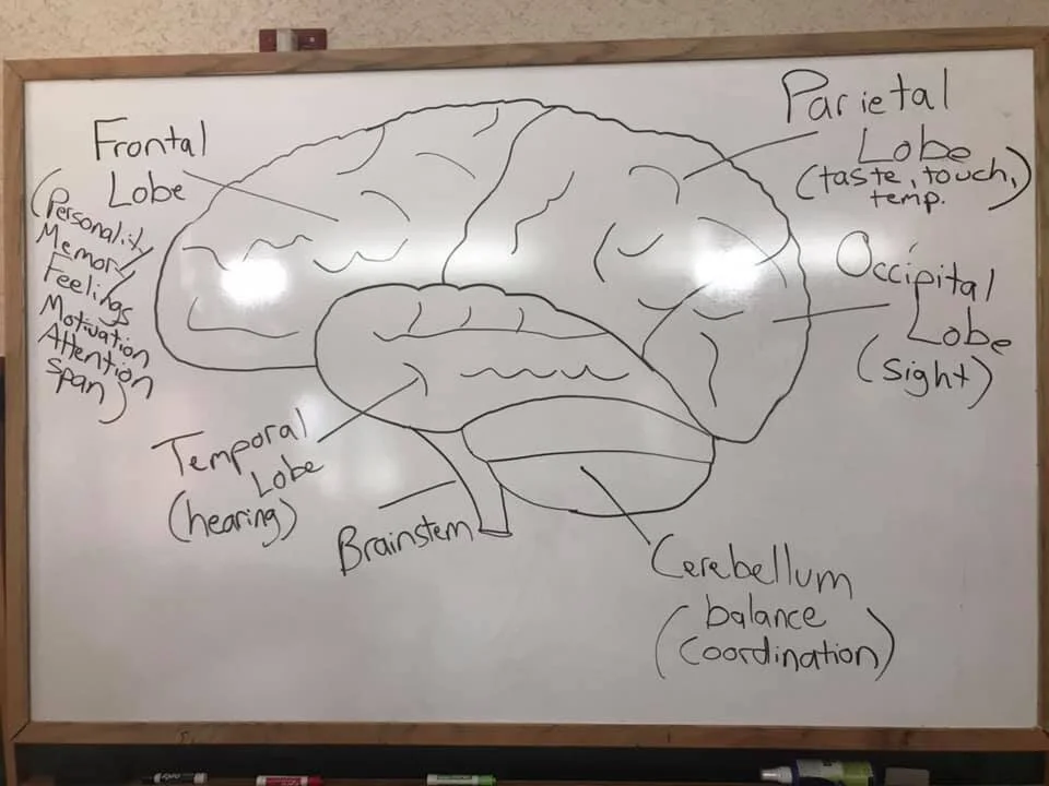 The Brain.jpg