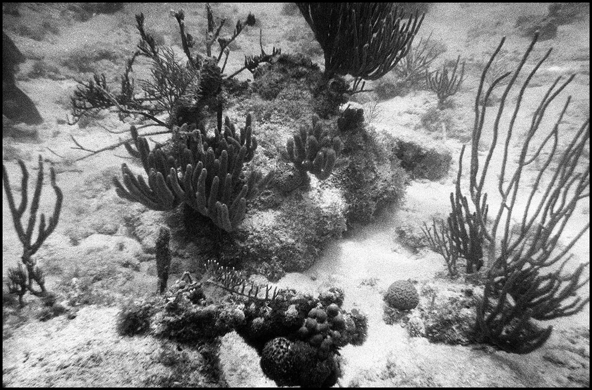 Underwater 4