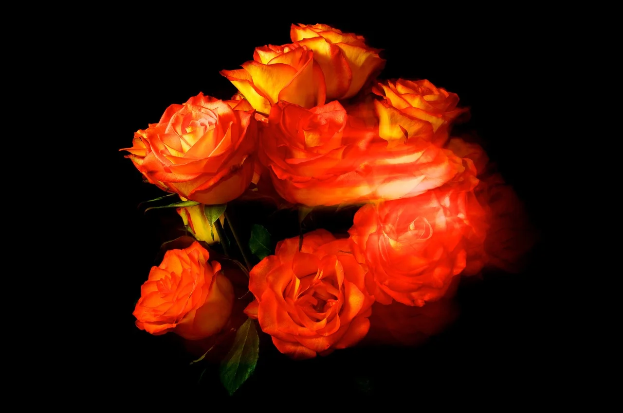 Garden Flowers - Roses