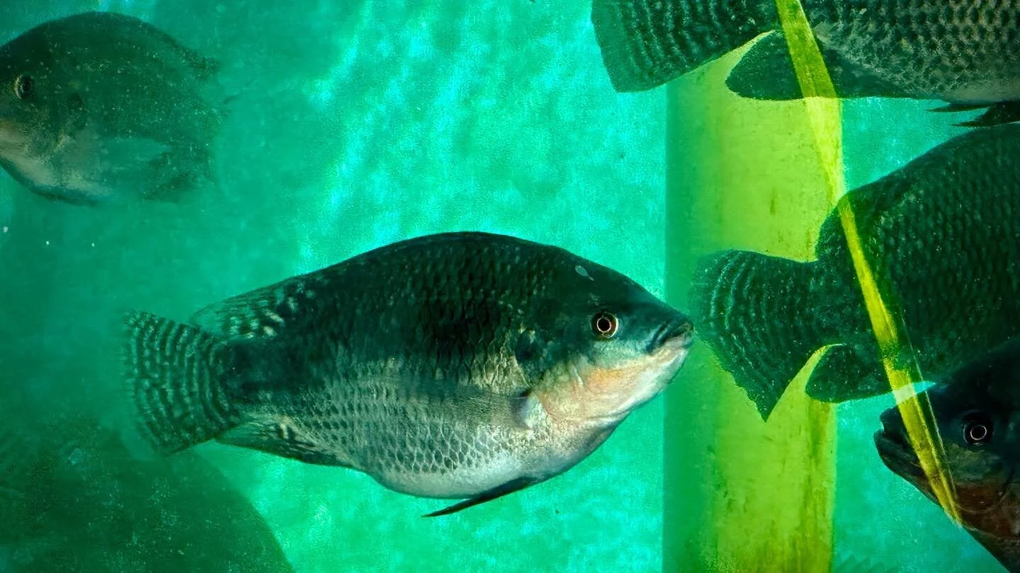 Today's Tilapia, Gerlach, NV, USA, Earth.