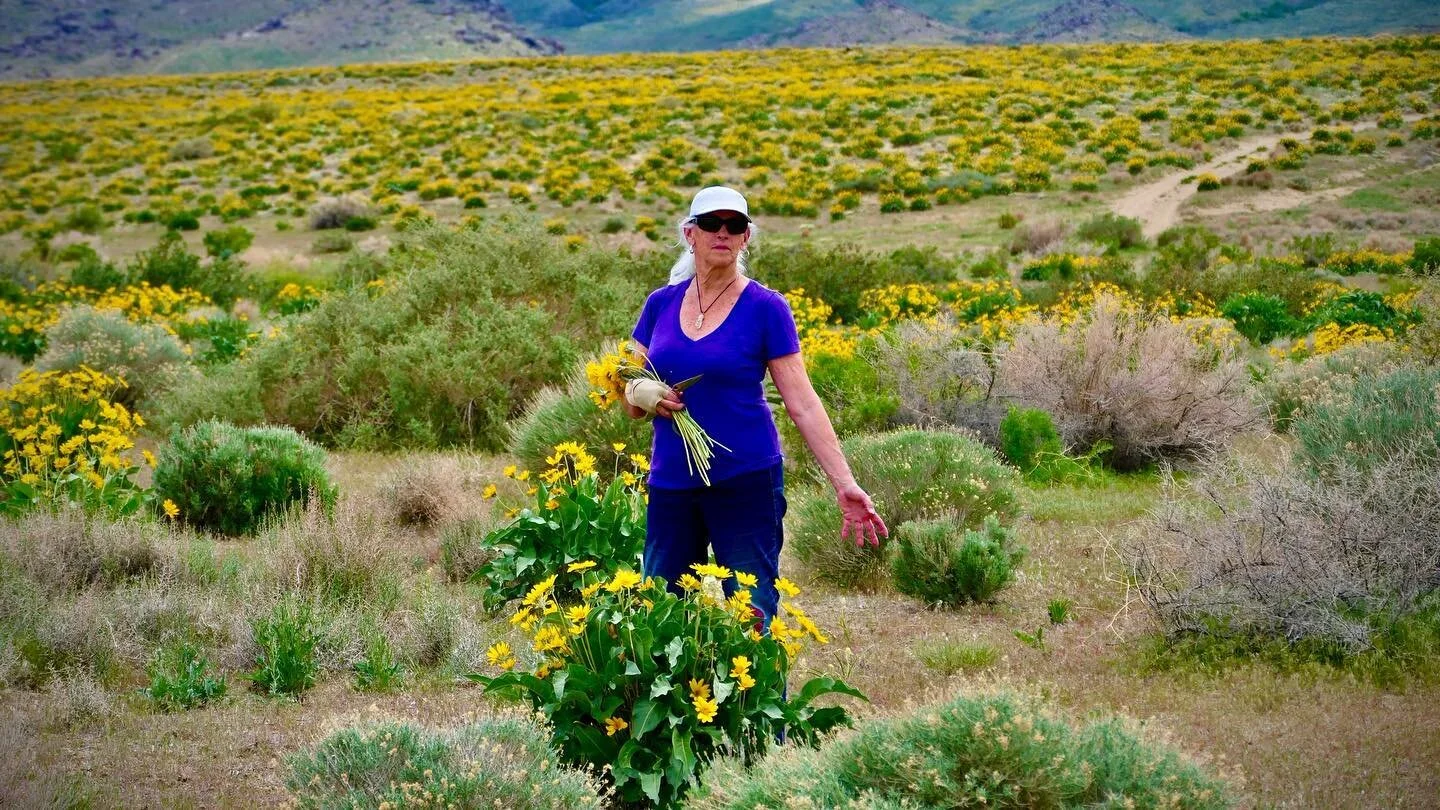 Hualapai Valley Arrow Leaf Bloom with @crimson9rose