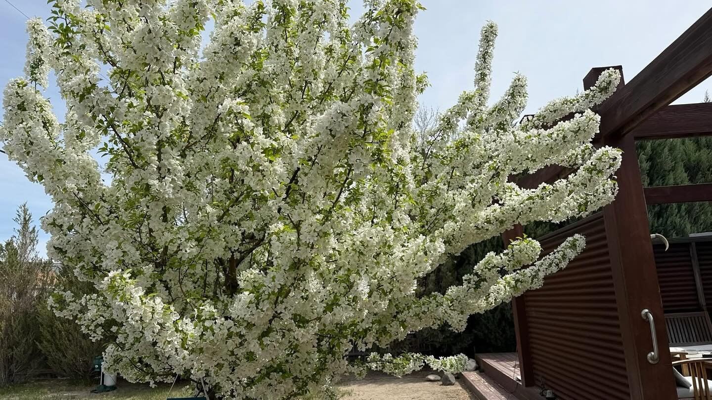 Crab Apple Blooming, smells great, Gerlach, NV, USA, Earth-Home.