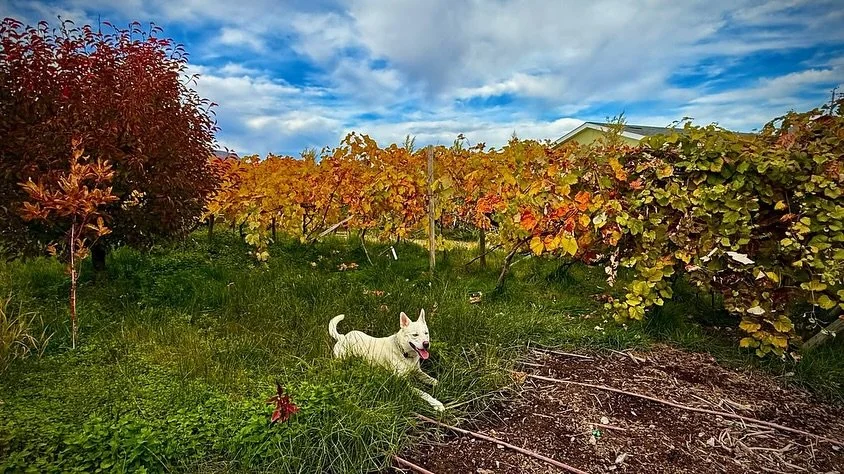 Beautiful afternoon at Casa El Rancho, Gerlach, NV, USA, Earth-Home.