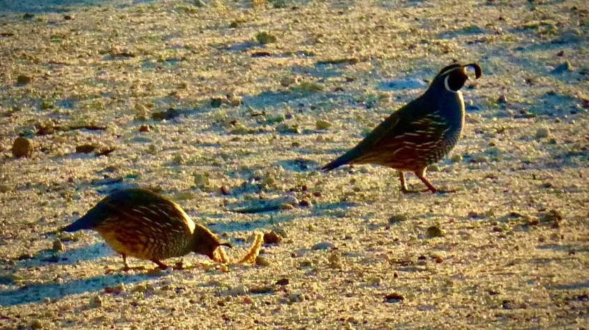 Tonight's Sunset Labyrinth Walk, Gerlach, NV, USA, Earth-Home.