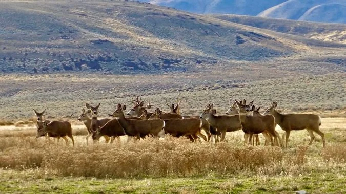 Mule Deer, Hualapai Valley, NV, USA, Earth-Home.