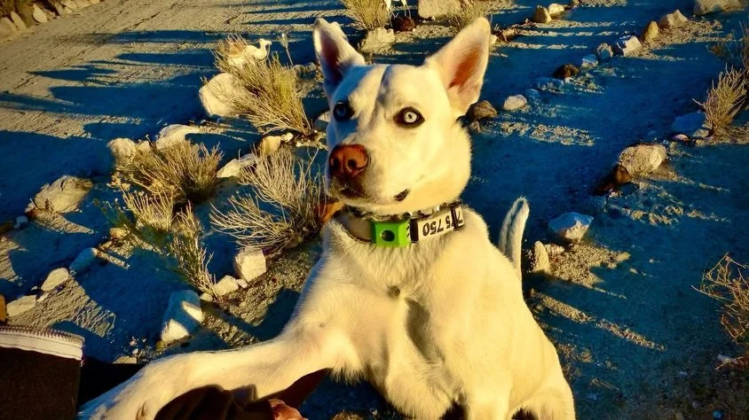 Tonight's Sunset Labyrinth Walk, Gerlach, NV, USA, Earth-Home.