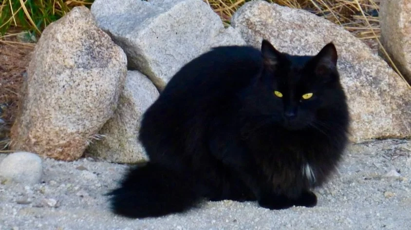 Tonight's Sunset Labyrinth Walk, Gerlach, NV, USA, Earth-Home.