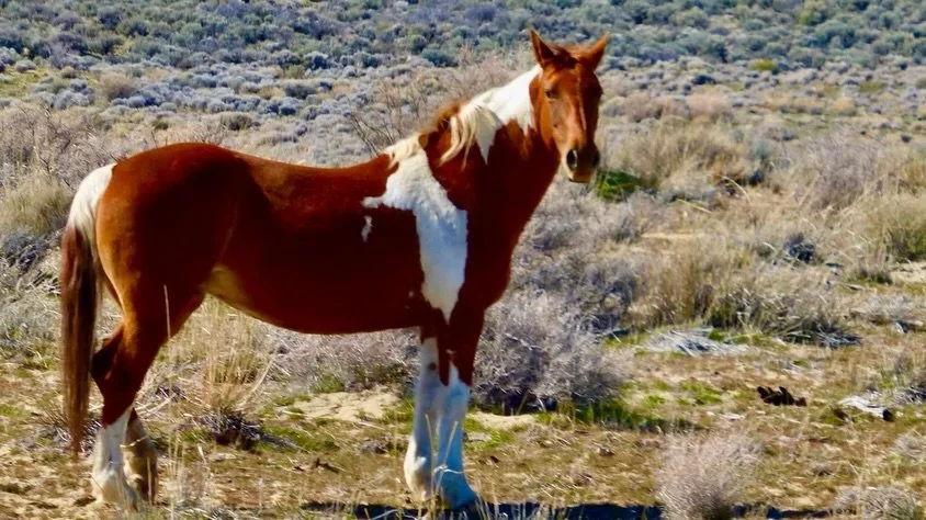 Sunday Afternoon Fly Ranch Labyrinth Walk, Hualapai Valley, NV, 
USA, Earth Home.