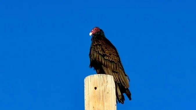 Turkey Vulture yesterday Morning, Gerlch, NV, USA, Earth-Home.
