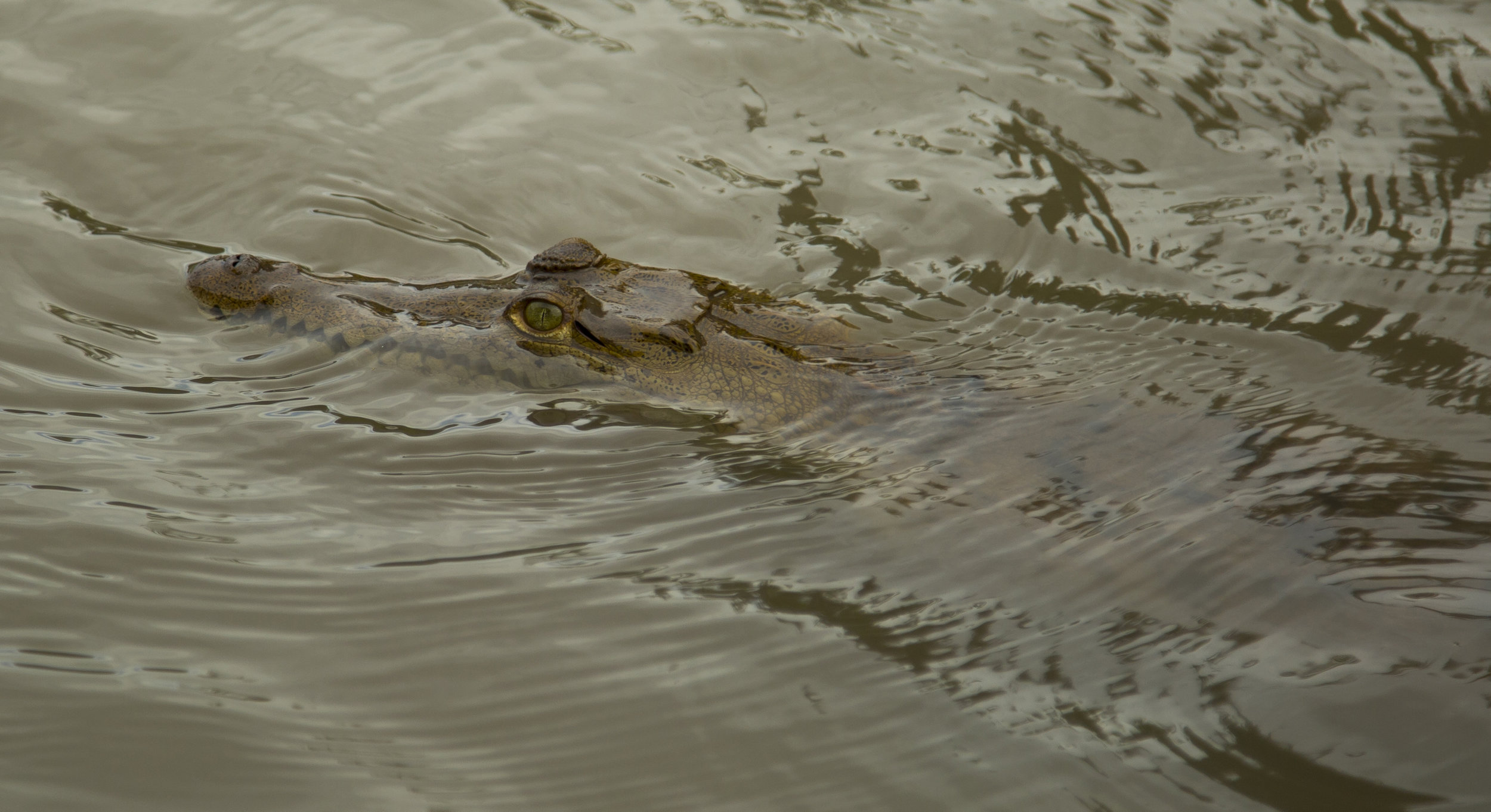 Costa Rica Crocodile .jpg