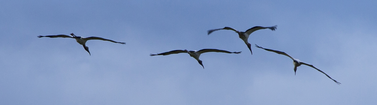 Costa Rica- Cranes .jpg