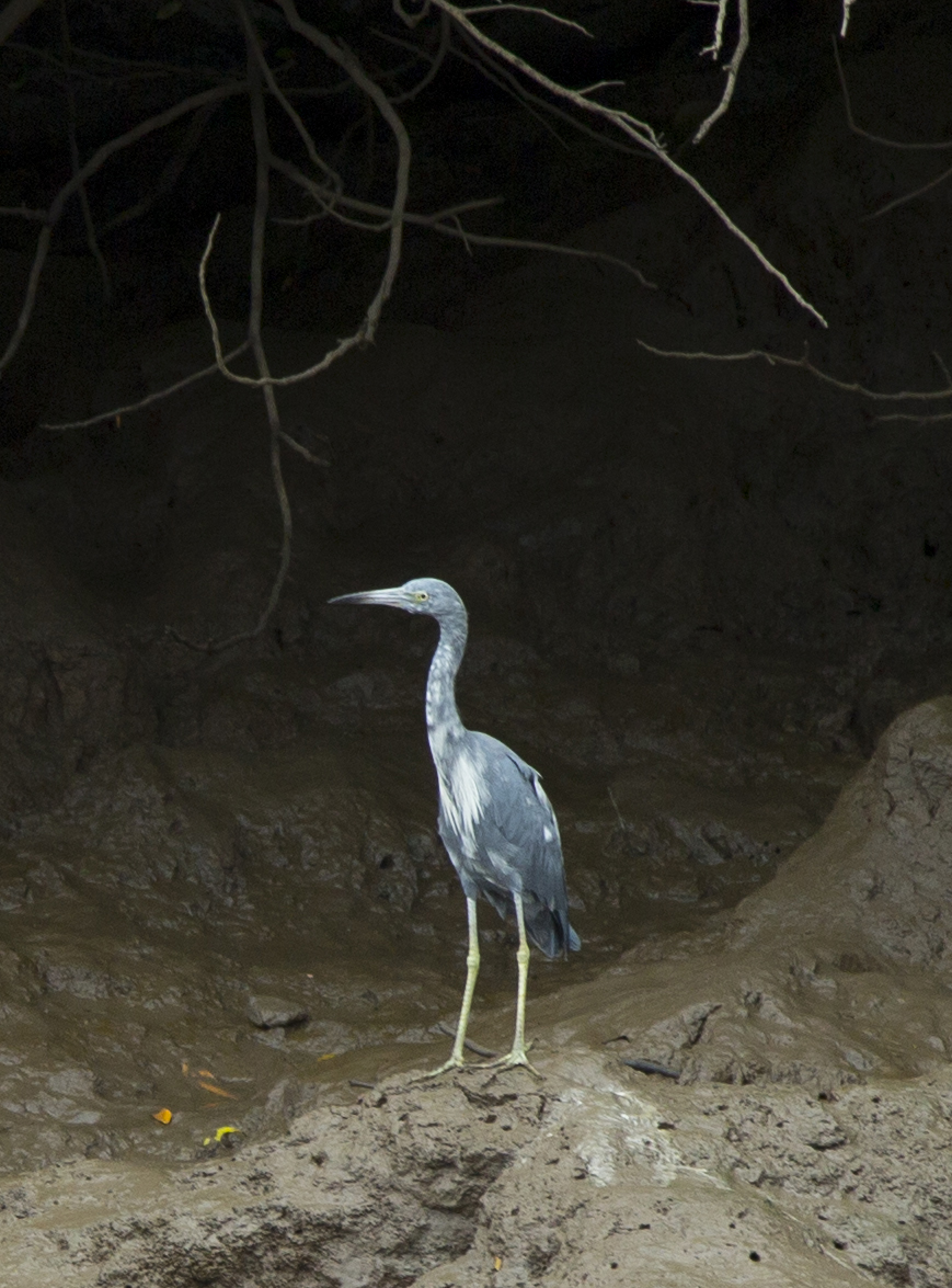 Costa Rica-Blue Crane .jpg