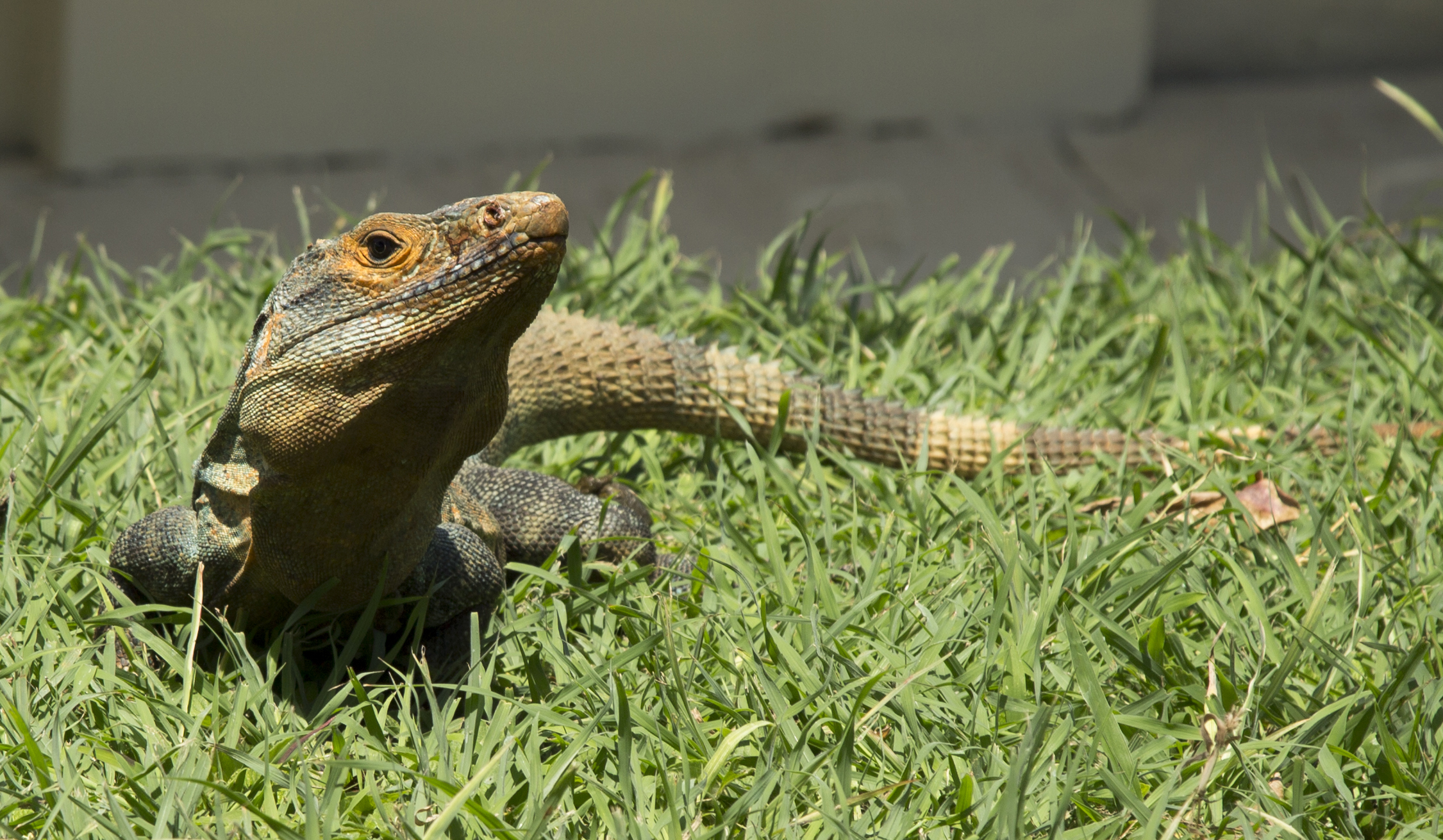 Costa Rica-Iguanna .jpg