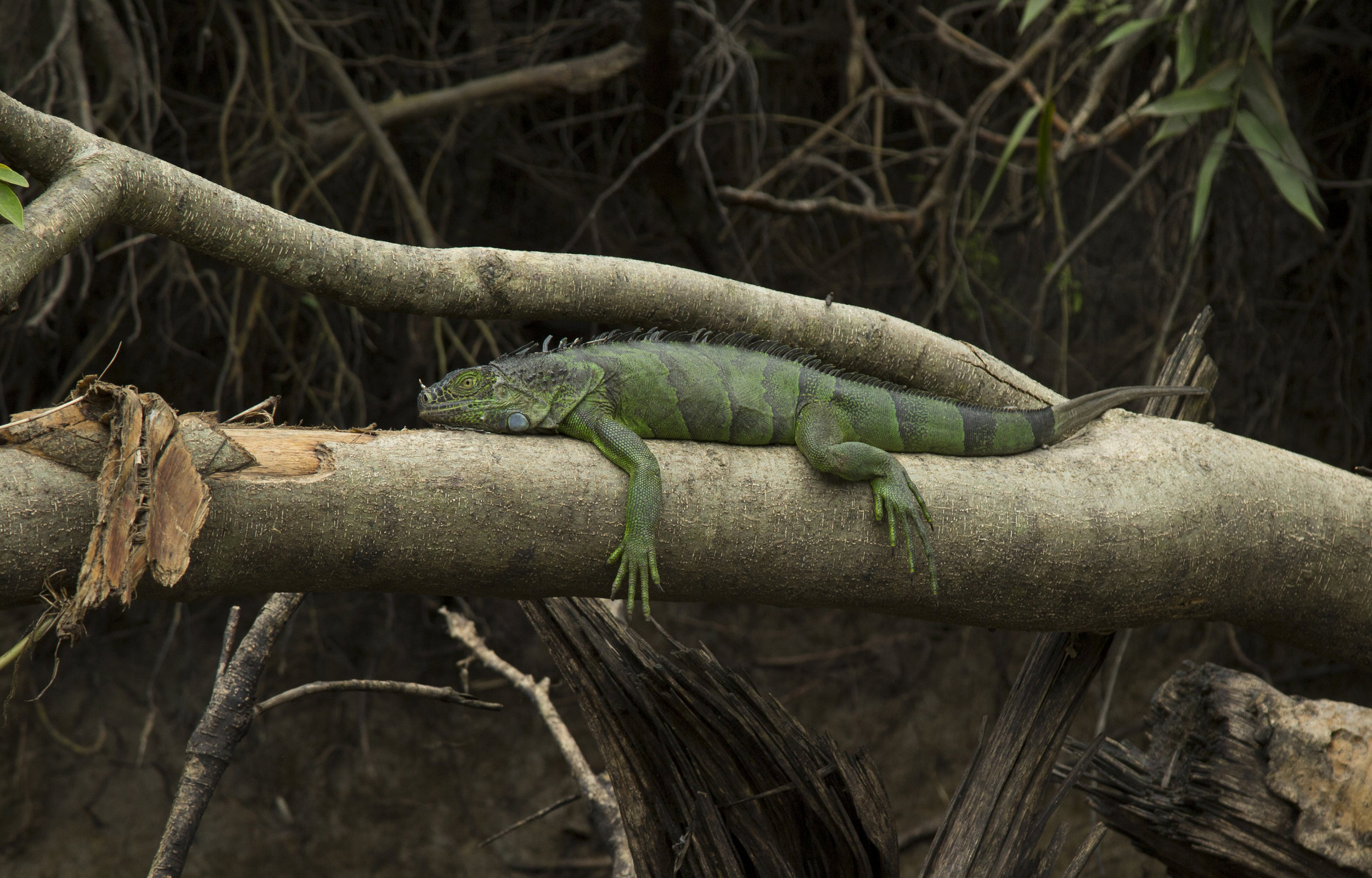 Costa Rica-Green Iggy .jpg