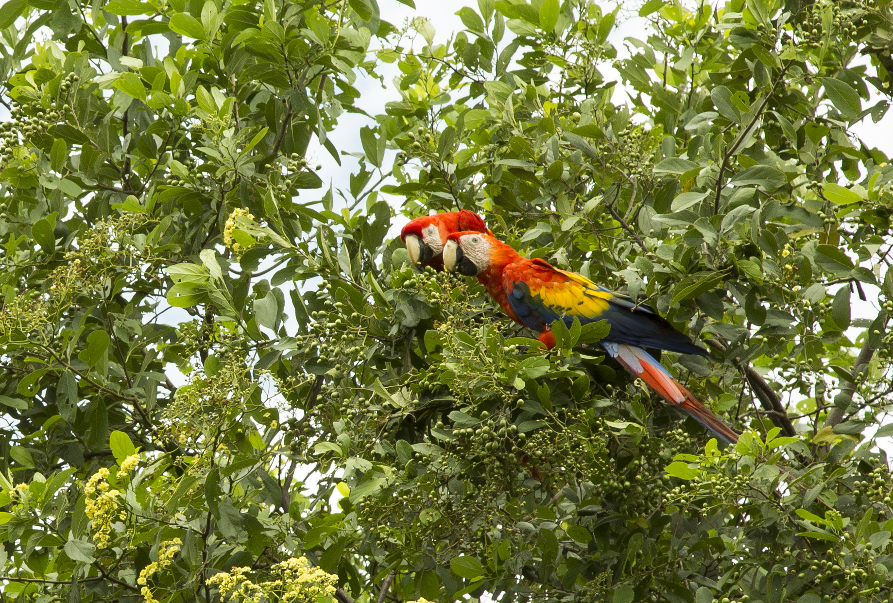 Costa Rica=Macaw .jpg