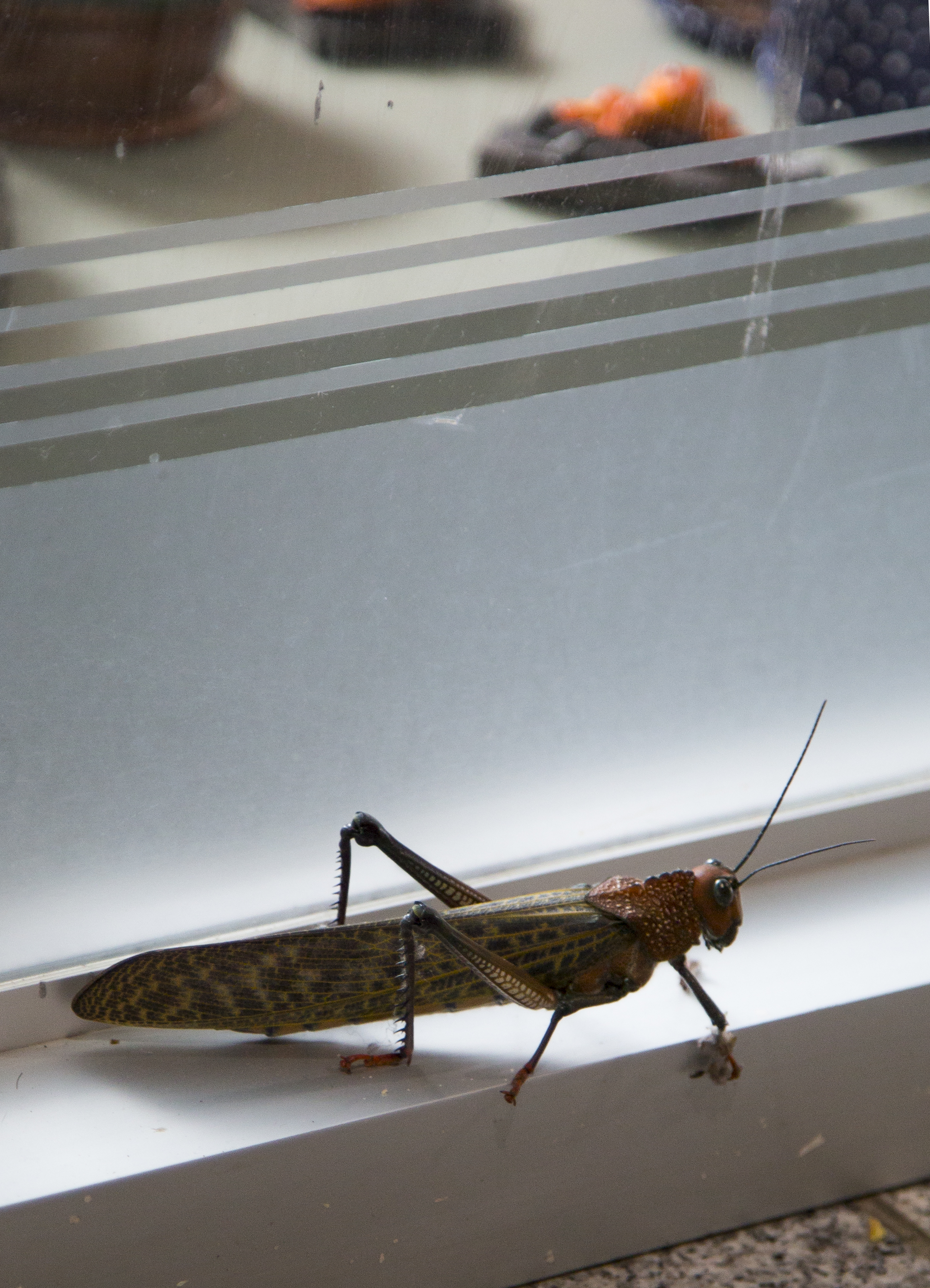 Costs Rica-giant grasshopper .jpg