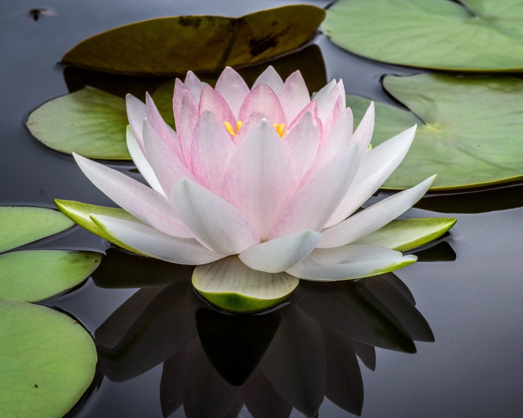 Lotus Blossom.jpg