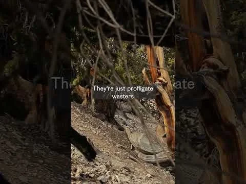 Bristlecone Pine Deep Dive #trees #nature #naturelovers