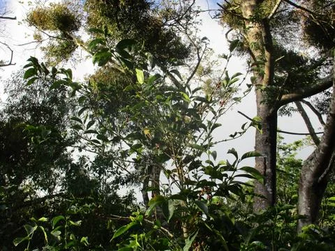 guatamala_finca_santa_felisa.jpg