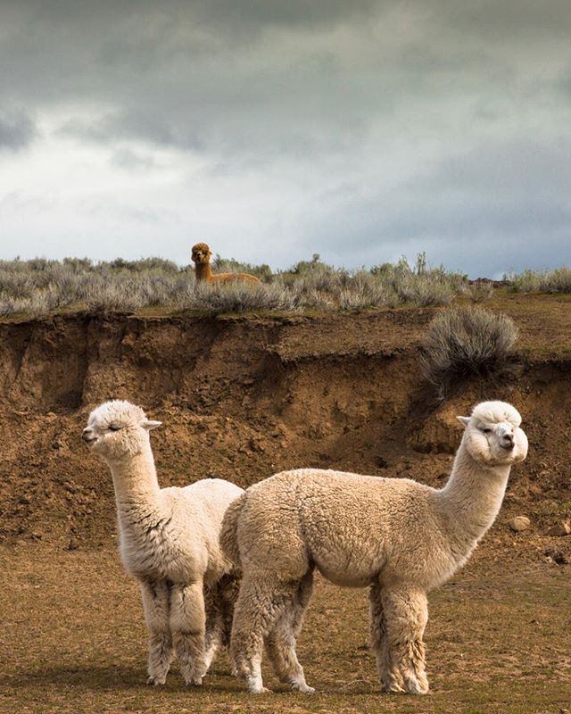 Heal soil, heal the planet. 
_
Once a year, the soft, cream colored fiber of the alpaca in Tygh Valley is harvested, and the process of transforming a naturally renewable resource into a wide selection of yarns begins. #regenerativefarming 🌿🦙