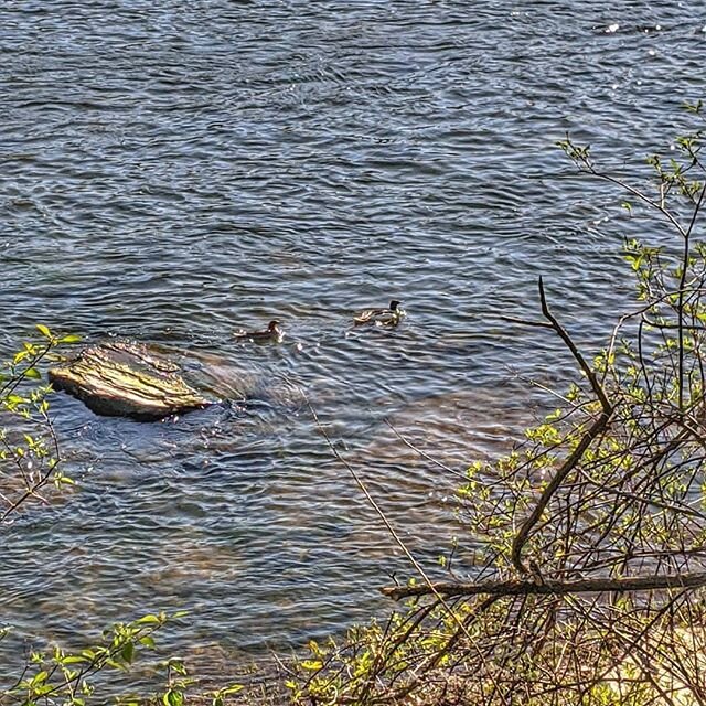 A Spring evening on the Delaware River☺️🏞️💚
.
.
#delawareriver #delawarerivervalley #spring #callicoonny #fostersupplyhospitality